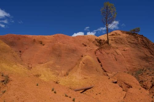 Colorado Provencal - arbre