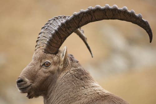 Les cornes du bouquetin