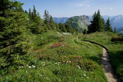 Les cornes du bouquetin de coté