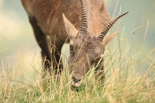 Bouquetin dans les alpages