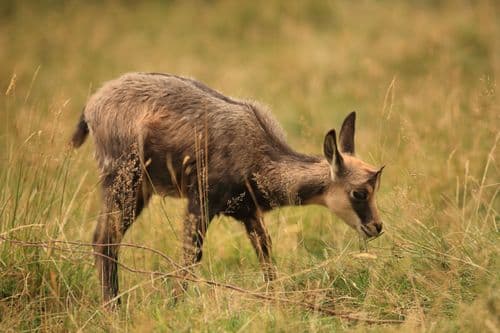 Petit chamois dans l'herbe