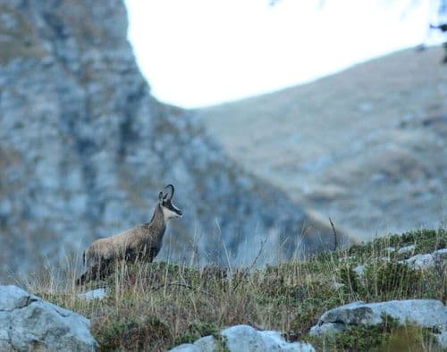 Chamois dans la combe de borderan