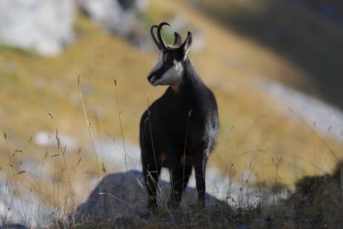 Chamois à contre jour