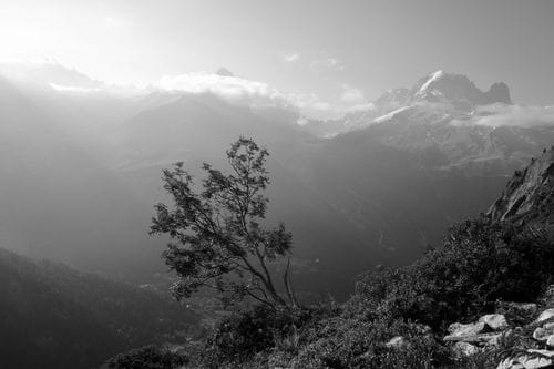 Arbre devant les drus, N&B
