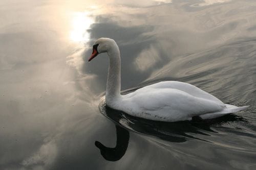 Cygne d'Annecy